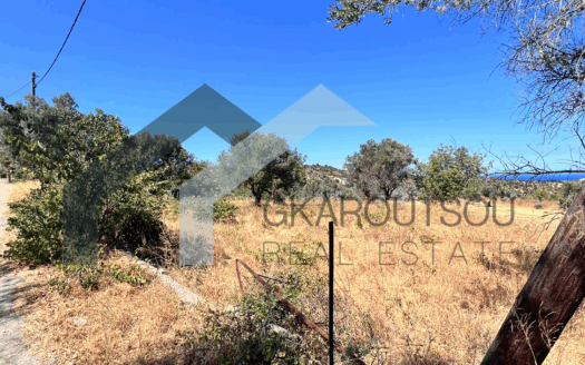 Πωλείται Οικόπεδο 519 Τ.Μ. Στον Οξύλιθο Κύμης Ευβοίας