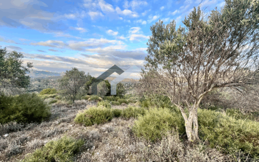 Πωλέιται Οικόπεδο 7357 Τ.Μ. Με 150 Ελαιόδεντρα Στην Αγία Θέκλα Αυλώνος Ευβοίας