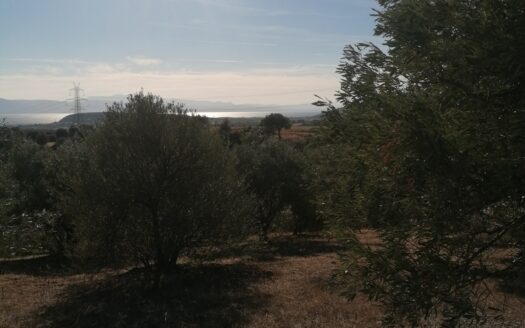Πωλείται Οικόπεδο 4.041 τ.μ. με 70 Ελαιόδεντρα – Αλιβέρι Ταμυναίων, Εύβοια