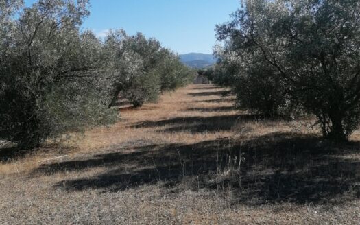 Πωλείται Οικόπεδο 4.041 τ.μ. με 70 Ελαιόδεντρα – Αλιβέρι Ταμυναίων, Εύβοια