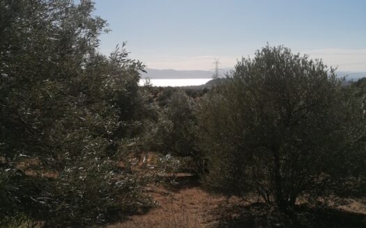 Πωλείται Οικόπεδο 4.041 τ.μ. με 70 Ελαιόδεντρα – Αλιβέρι Ταμυναίων, Εύβοια